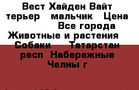 Вест Хайден Вайт терьер - мальчик › Цена ­ 35 000 - Все города Животные и растения » Собаки   . Татарстан респ.,Набережные Челны г.